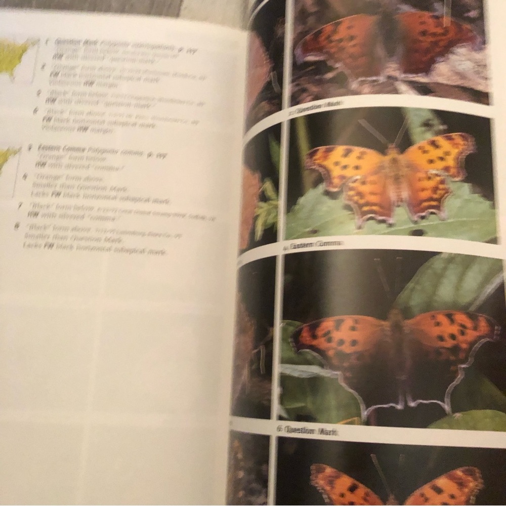 Butterfly Book - Picture 5 of 9